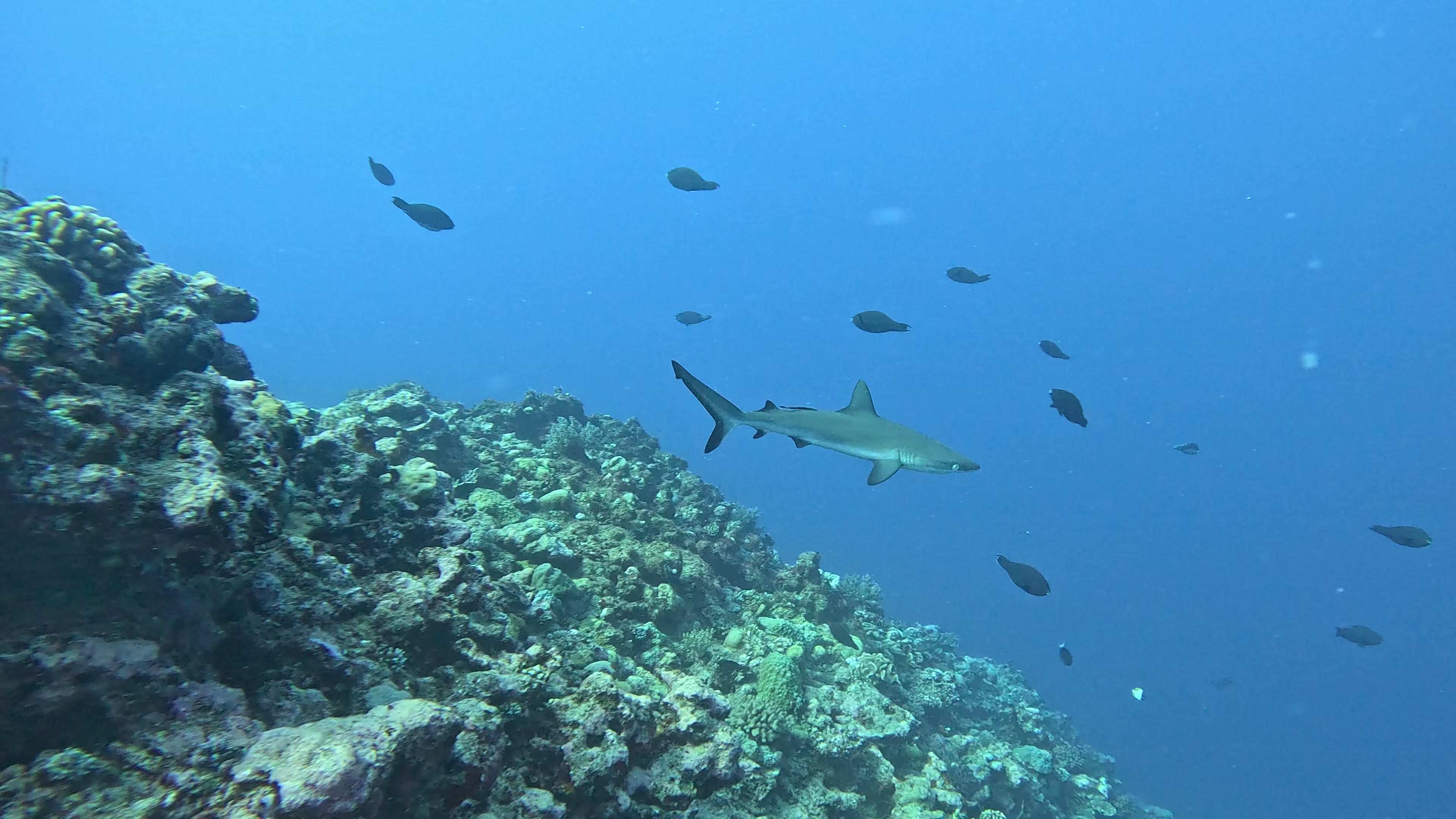 Snorkeling : palmes, masque et tuba (PMT) - Eden Blue Caledonia