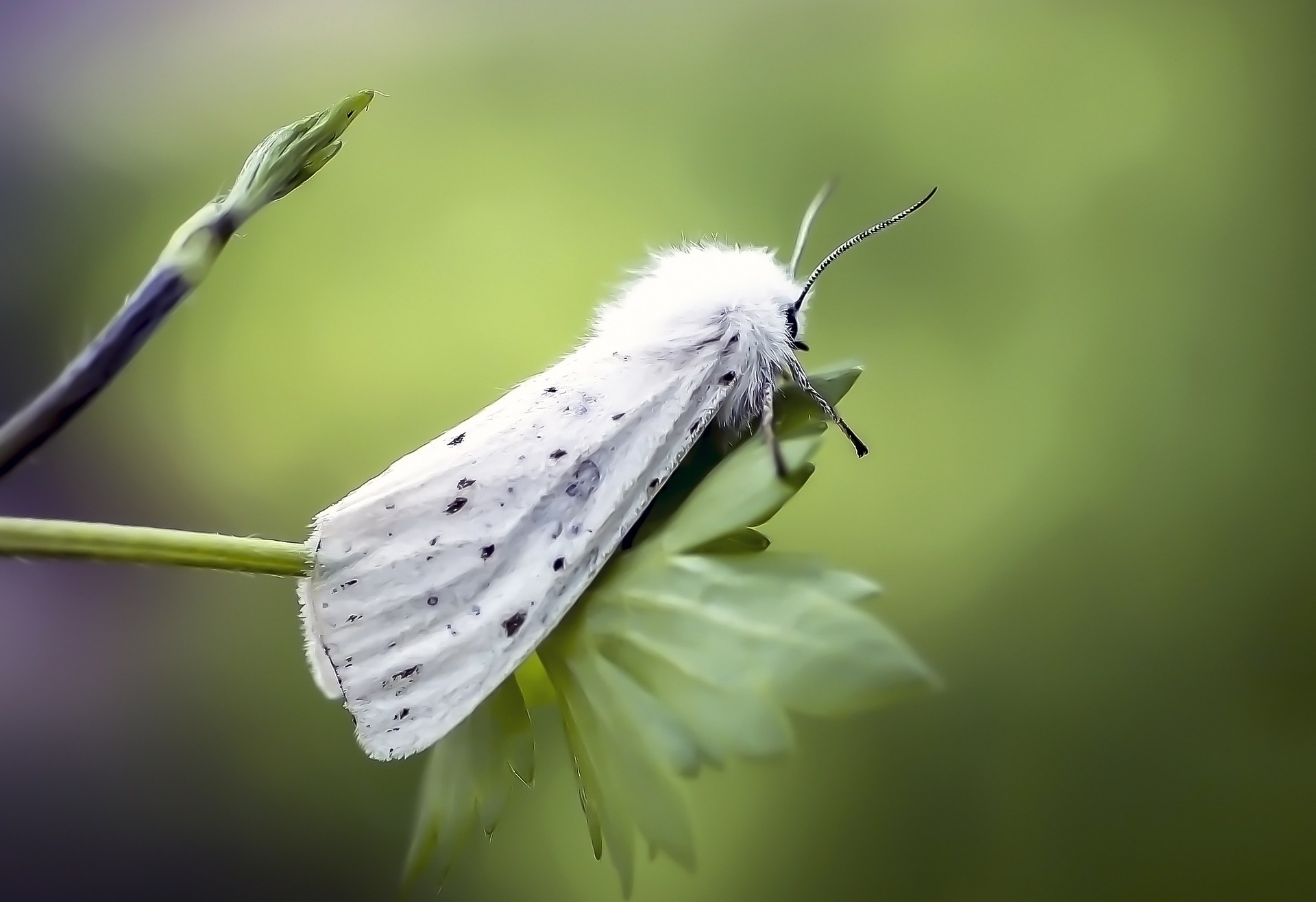 Papillon de nuit