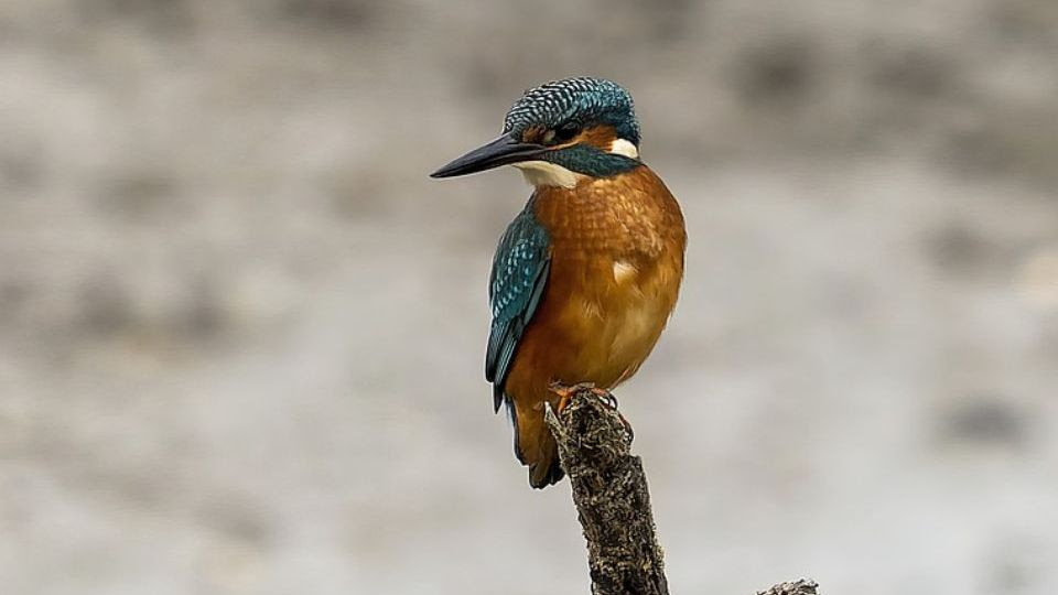 Les oiseaux d'eau