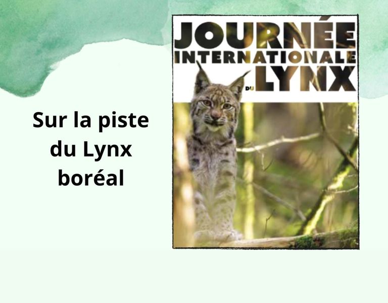 Journée Internationale du Lynx : Sur la piste du Lynx Boréal