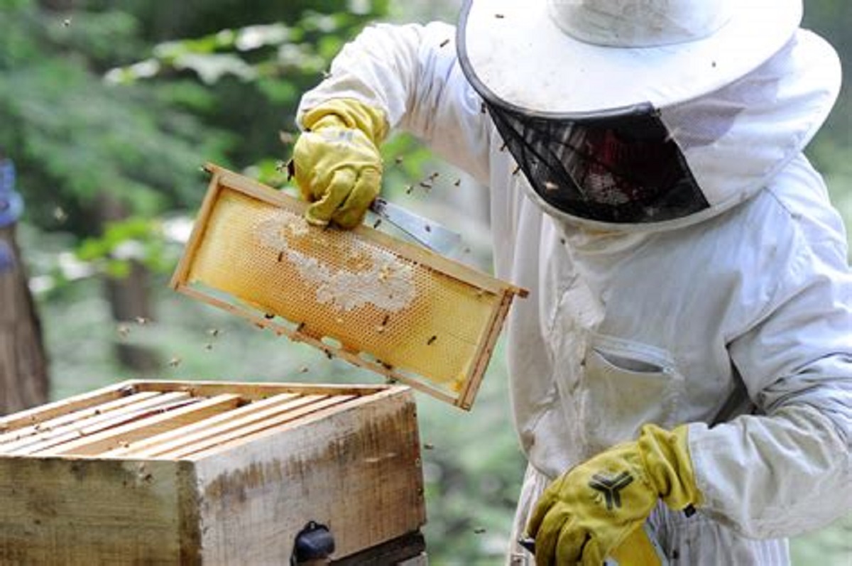 apiculture pnr