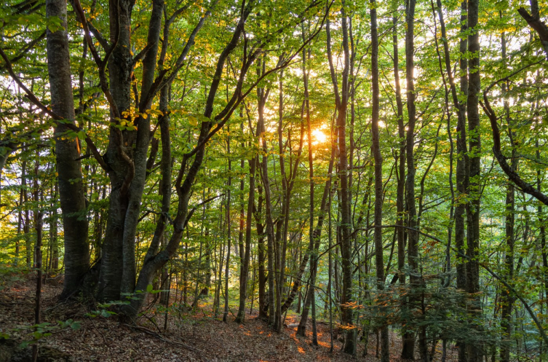 La forêt des Coulmes : l’écrire et la découvrir_Malleval-en-Vercors