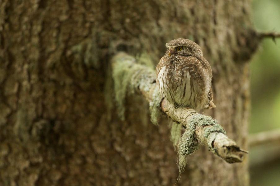 Choupette la chouette Chevêchette