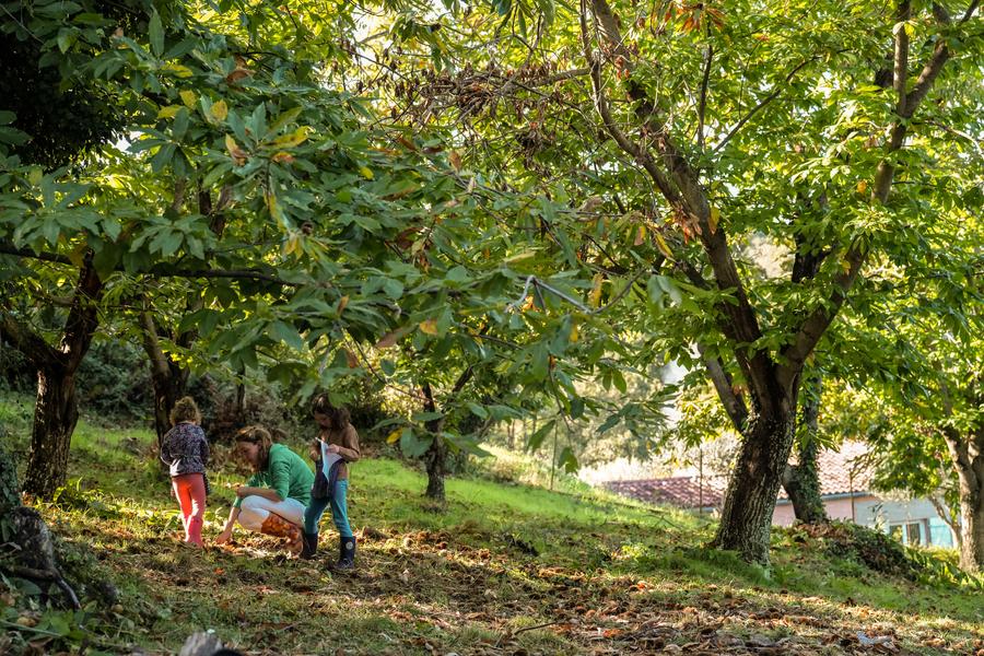 Atelier du petit castanéiculteur à la Châtaigneraie Godissard_Collobrières