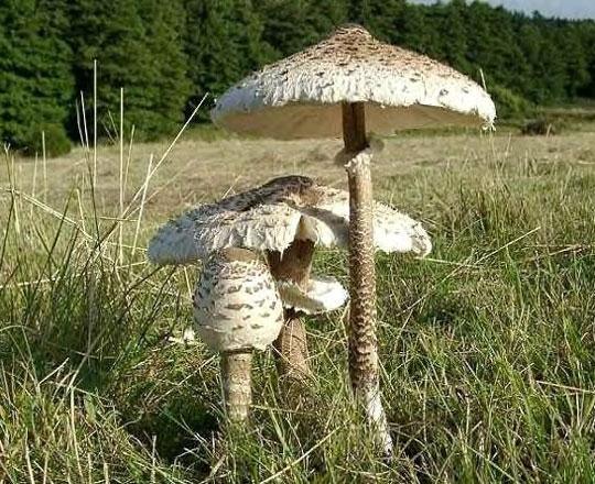 Conférence 'les champignons : maillon faible de la biodiversité'_Abriès-Ristolas