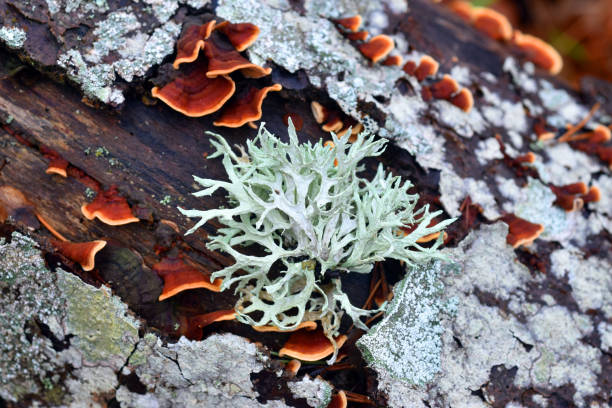 Atelier Cherche la p'tite bête : Lichen go, qualité de l'air à Cuisiat