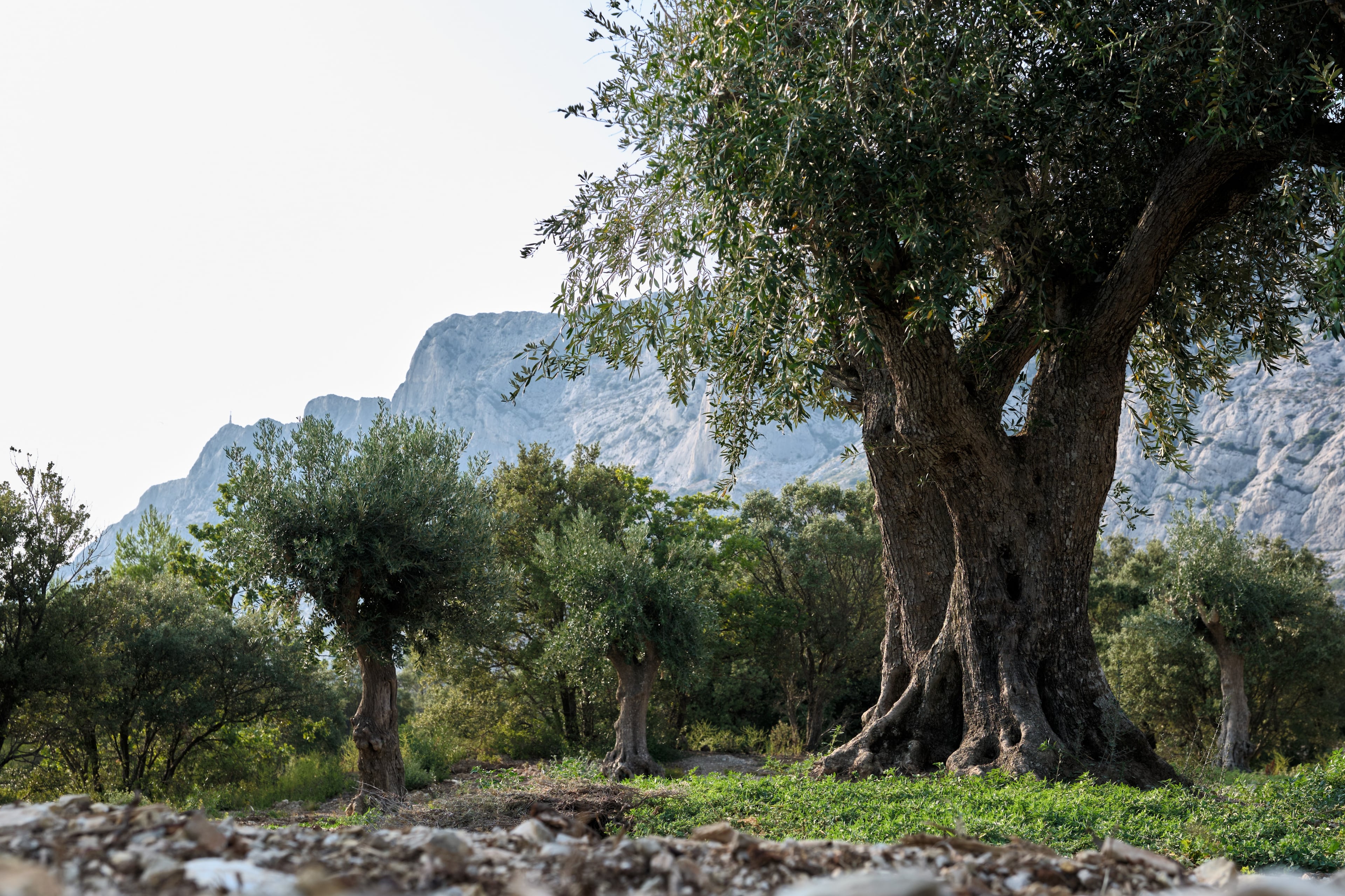 Héritage Victoire - L'art de l'huile d'olive, Saint-Antonin-sur-Bayon - photo 4