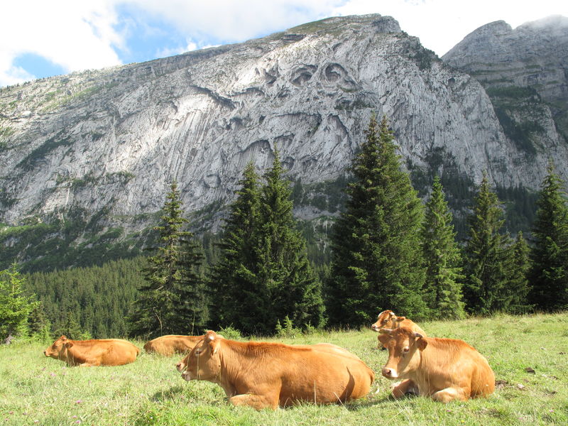 Vaches sous les Yeux du Bargy