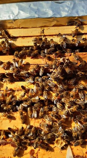 Les Ruchers du Basset Gourmand