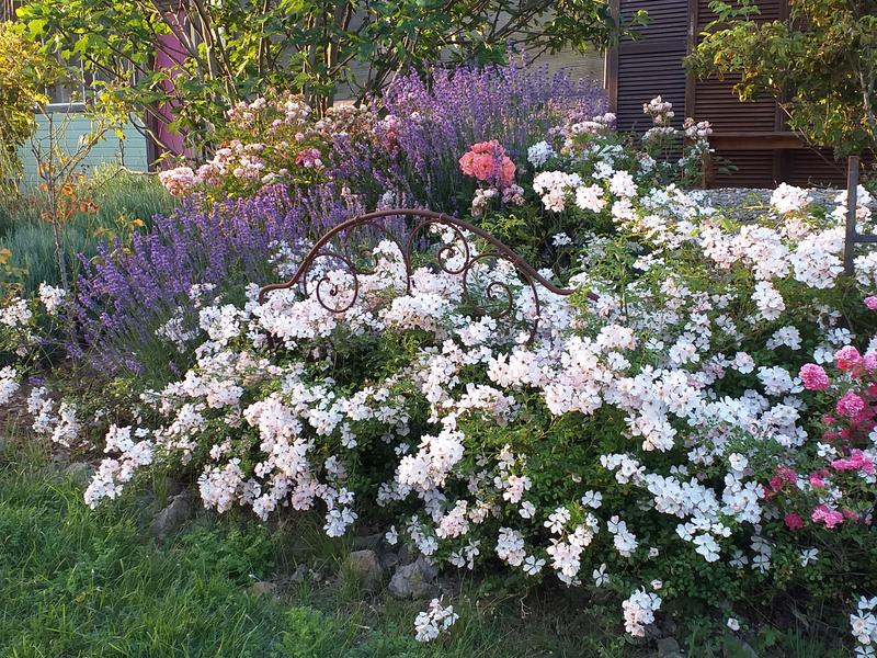 http://La%20roseraie%20du%20lion%20d'or%20fête%20les%20jardins