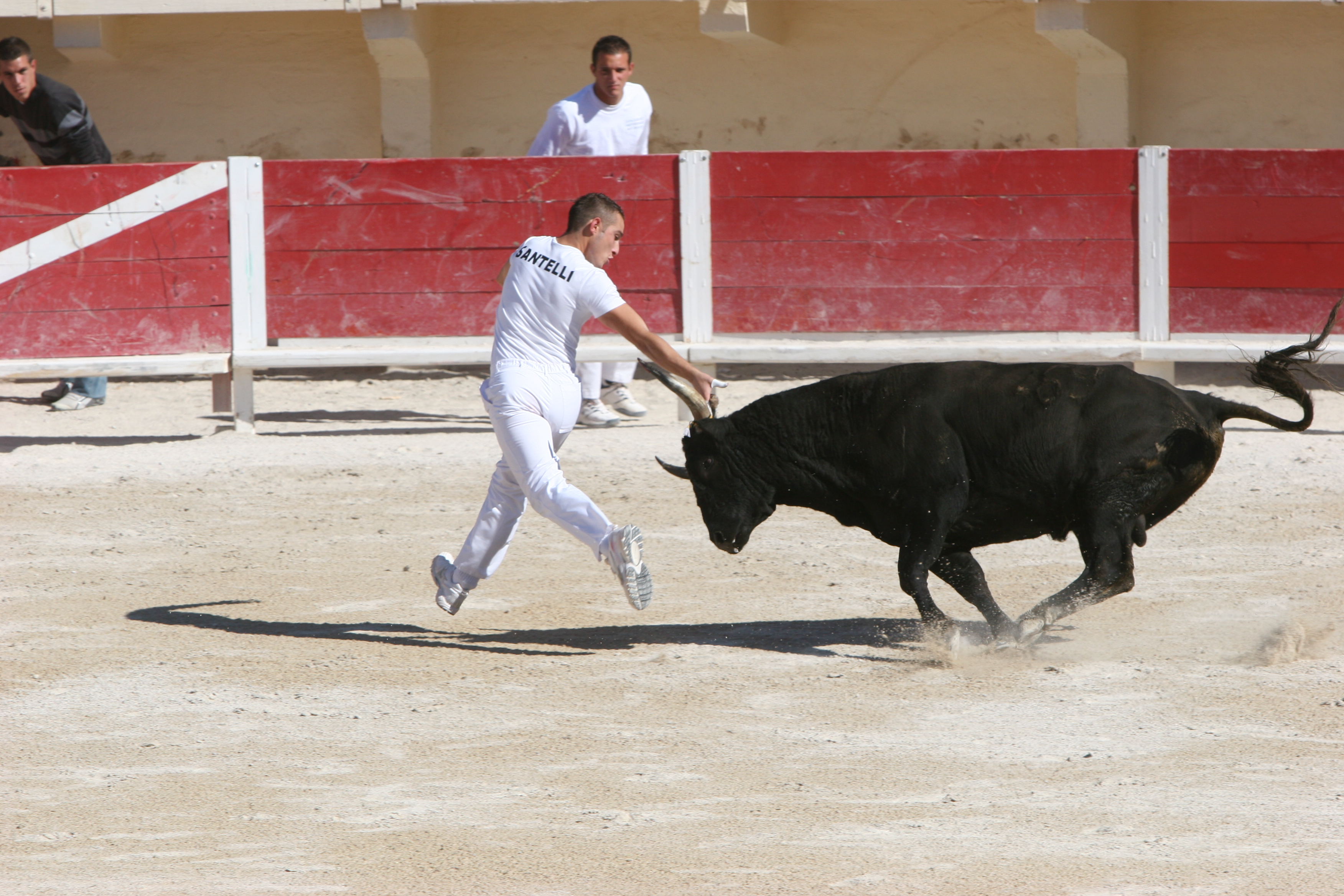 Course camarguaise aux arènes – niveau Avenir
