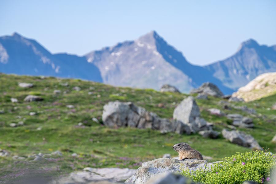 - © Gilles Baron Marmotte du soir et dégustation_Orcières - © Gilles Baron