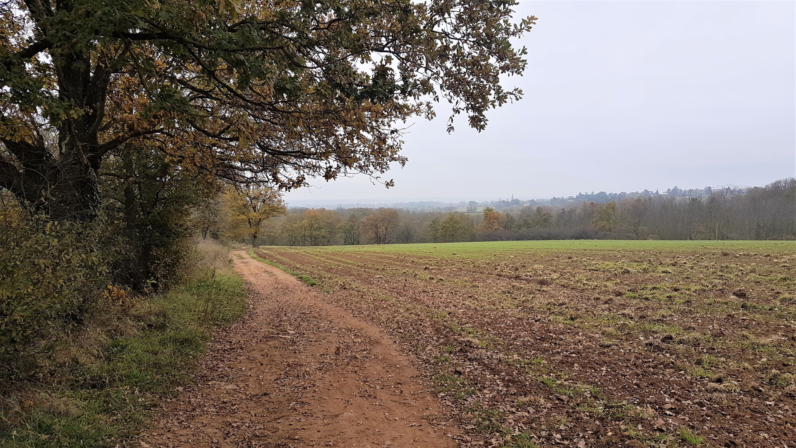 Promenons-nous dans les bois - Monts du Lyonnais - Pollionnay