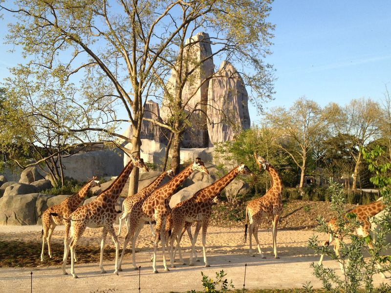 Parc zoologique de Paris - Girafes