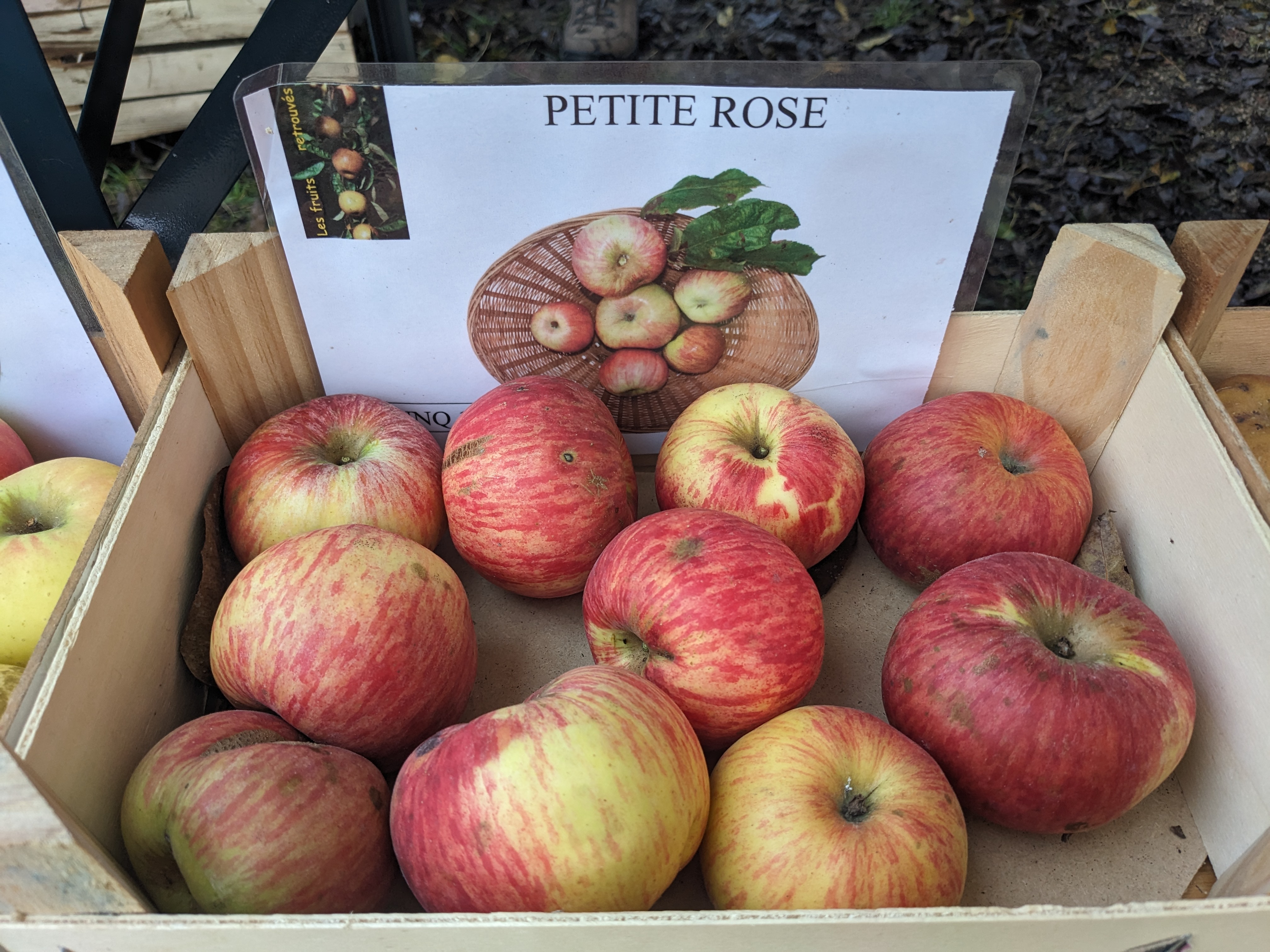 petite_rose.jpg