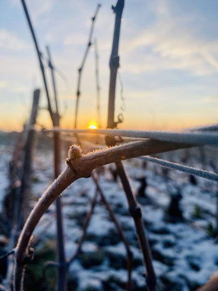 Givre sur la vigne en hiver