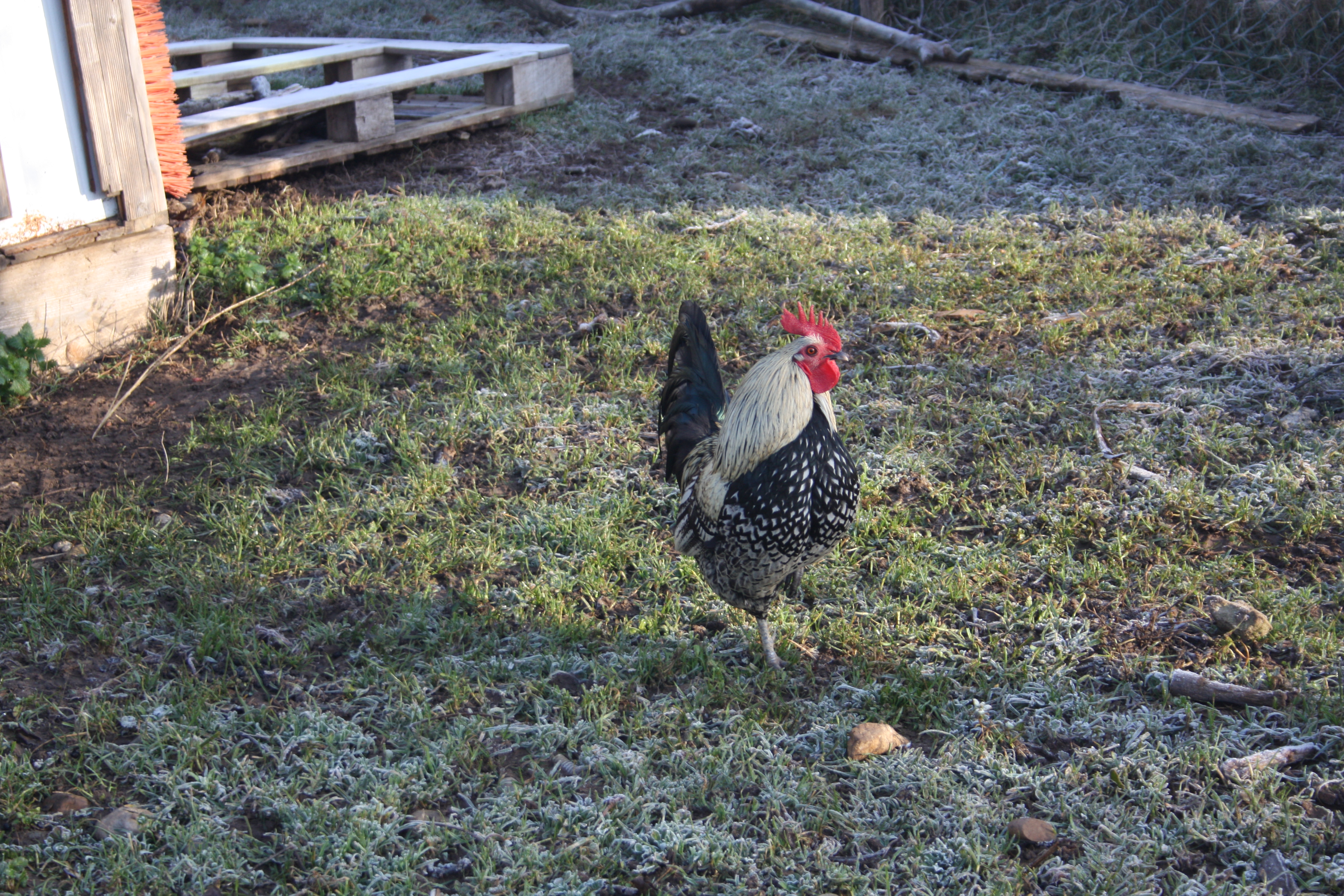 Coq