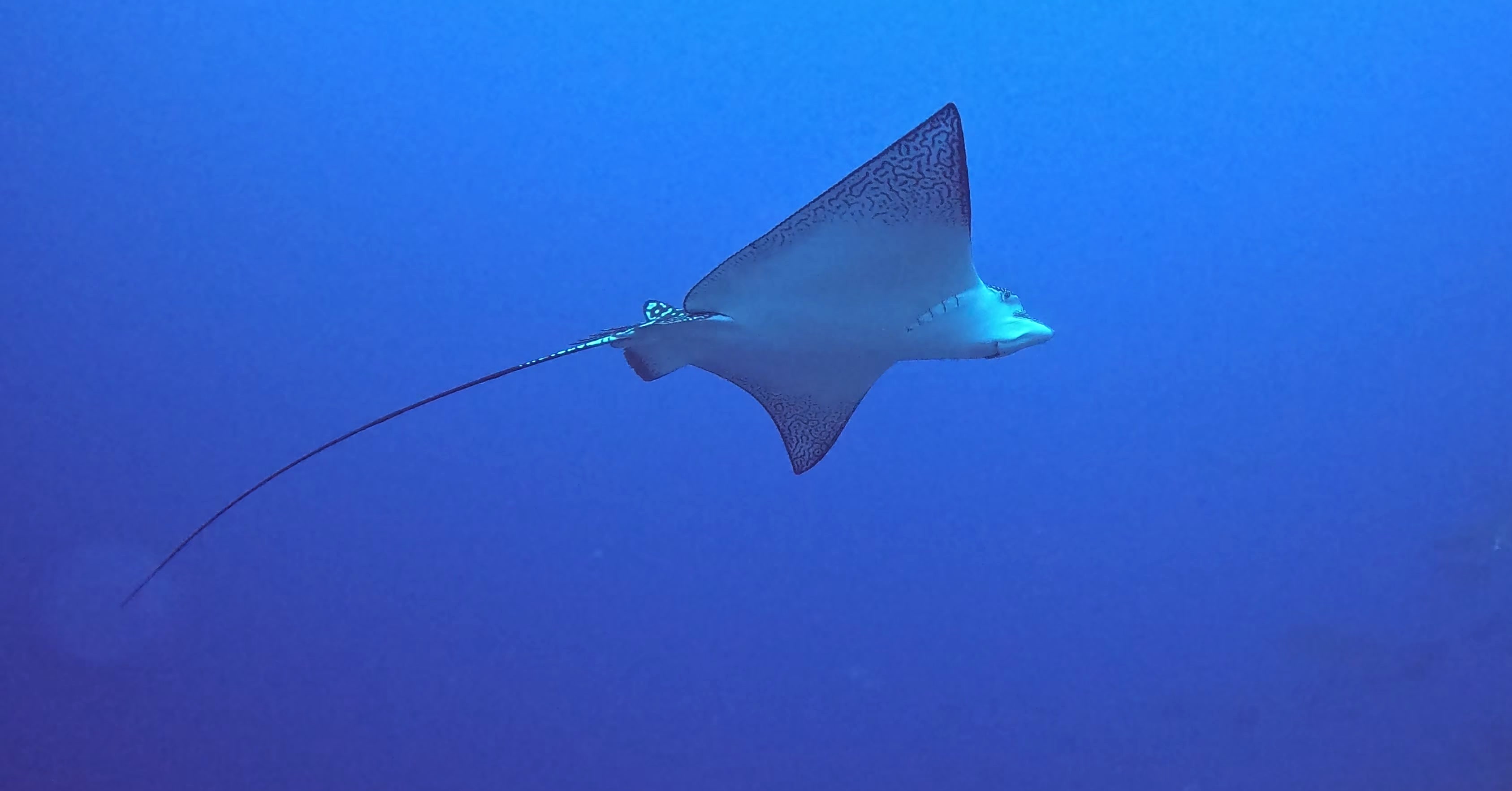 Snorkeling : palmes, masque et tuba (PMT) - Eden Blue Caledonia