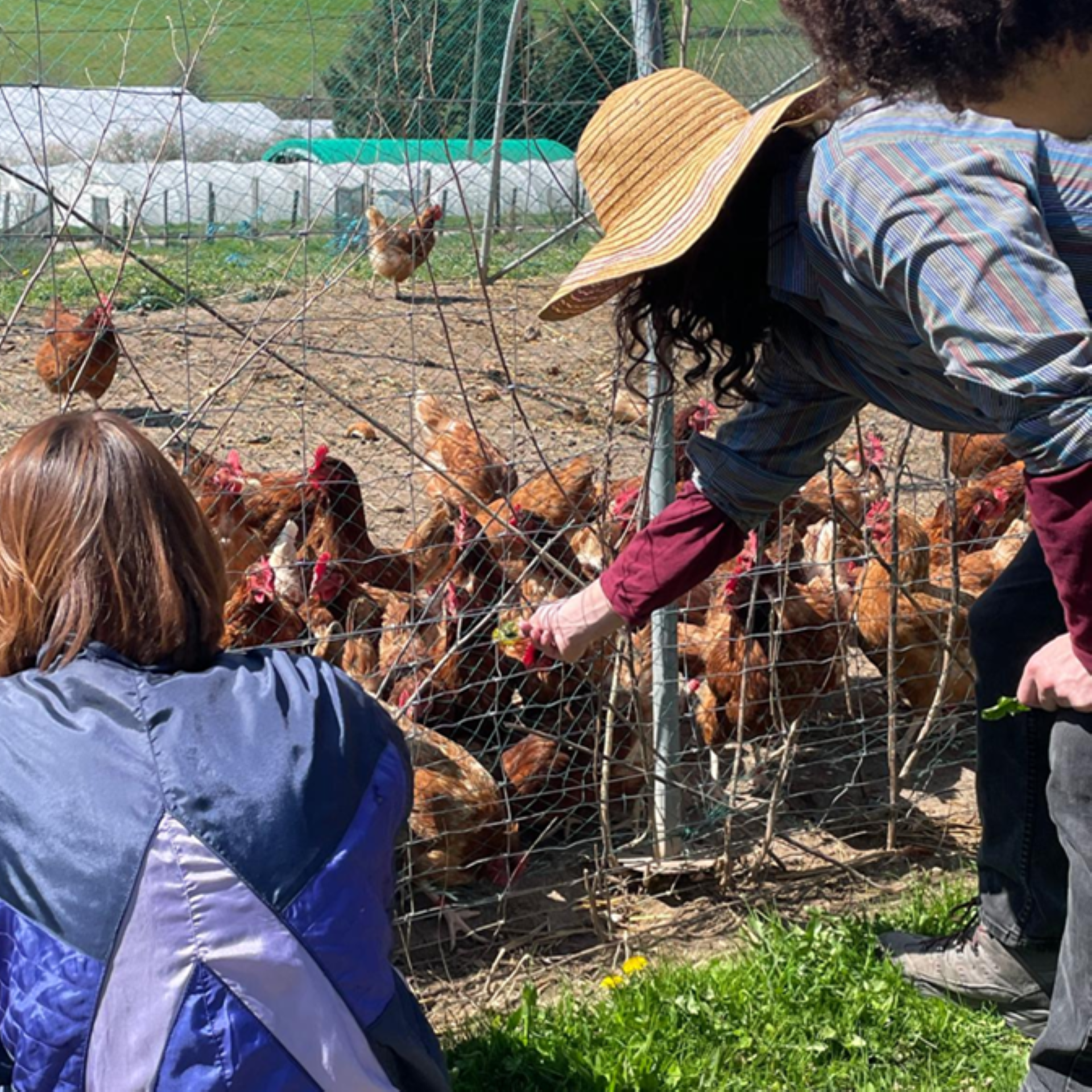 Immersion on the farm