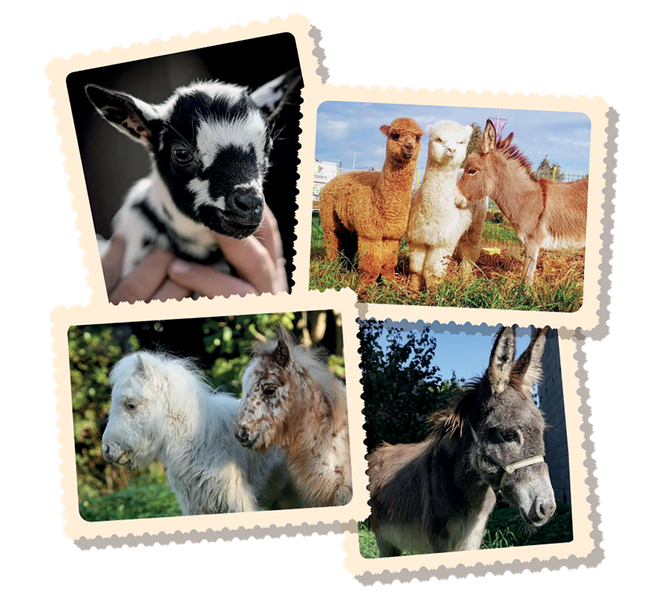 MINI-FERME DES ANIMAUX DE LA FERME