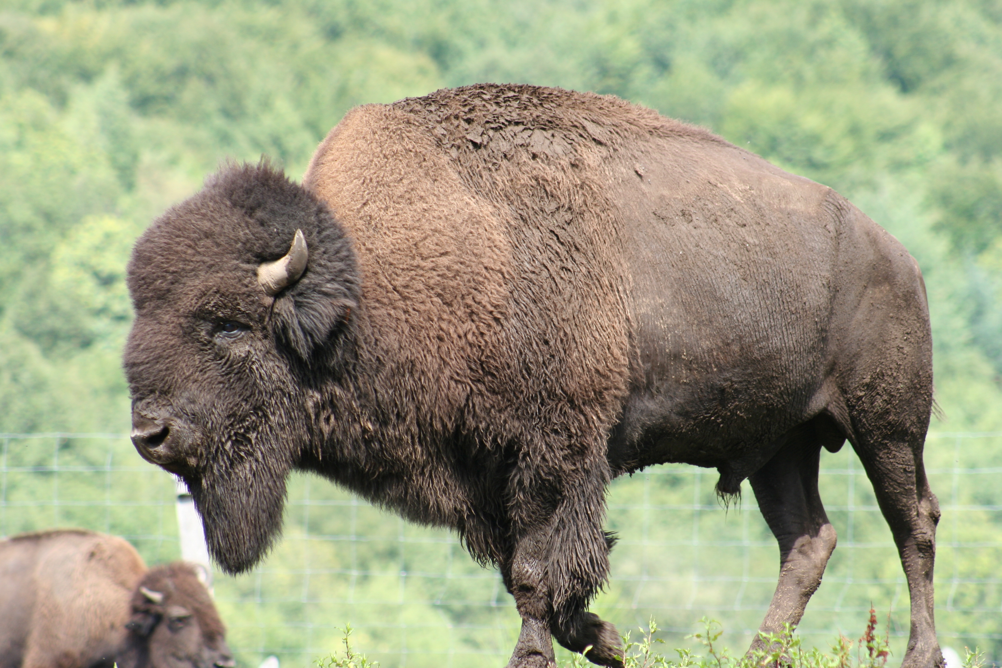 Ferme des Bisons des Monts de la Madeleine