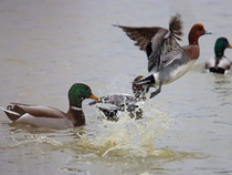 Visite guidée ornithologique à l’Écopôle du Forez_Chambéon