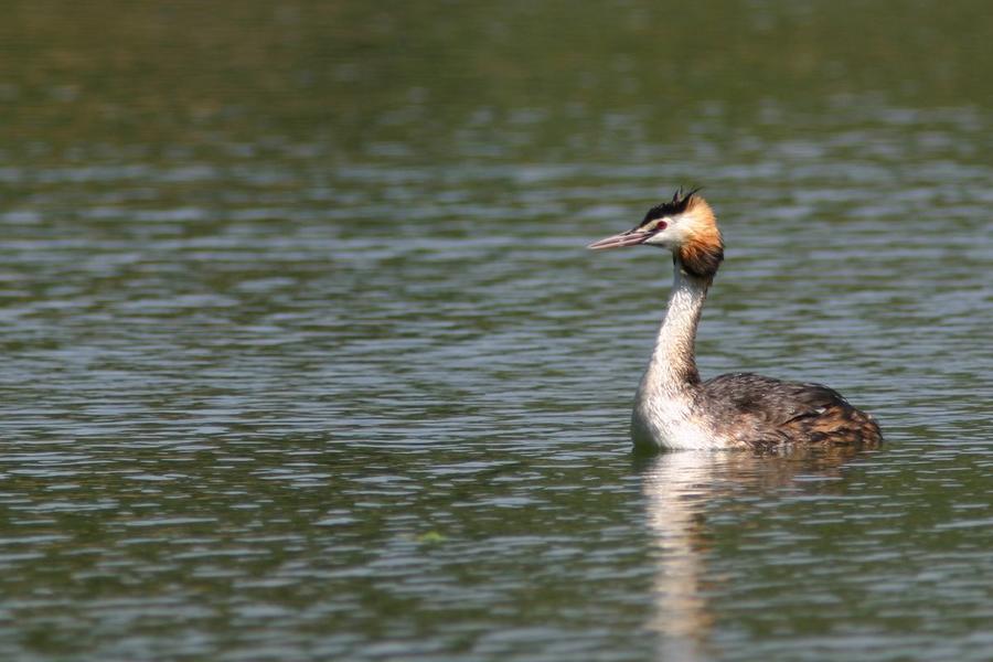 Grèbe huppé