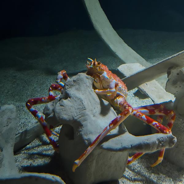 Aquarium de Lyon_La Mulatière