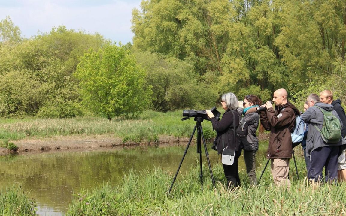Observation Ornithologique lac de Saulx les Chartreux