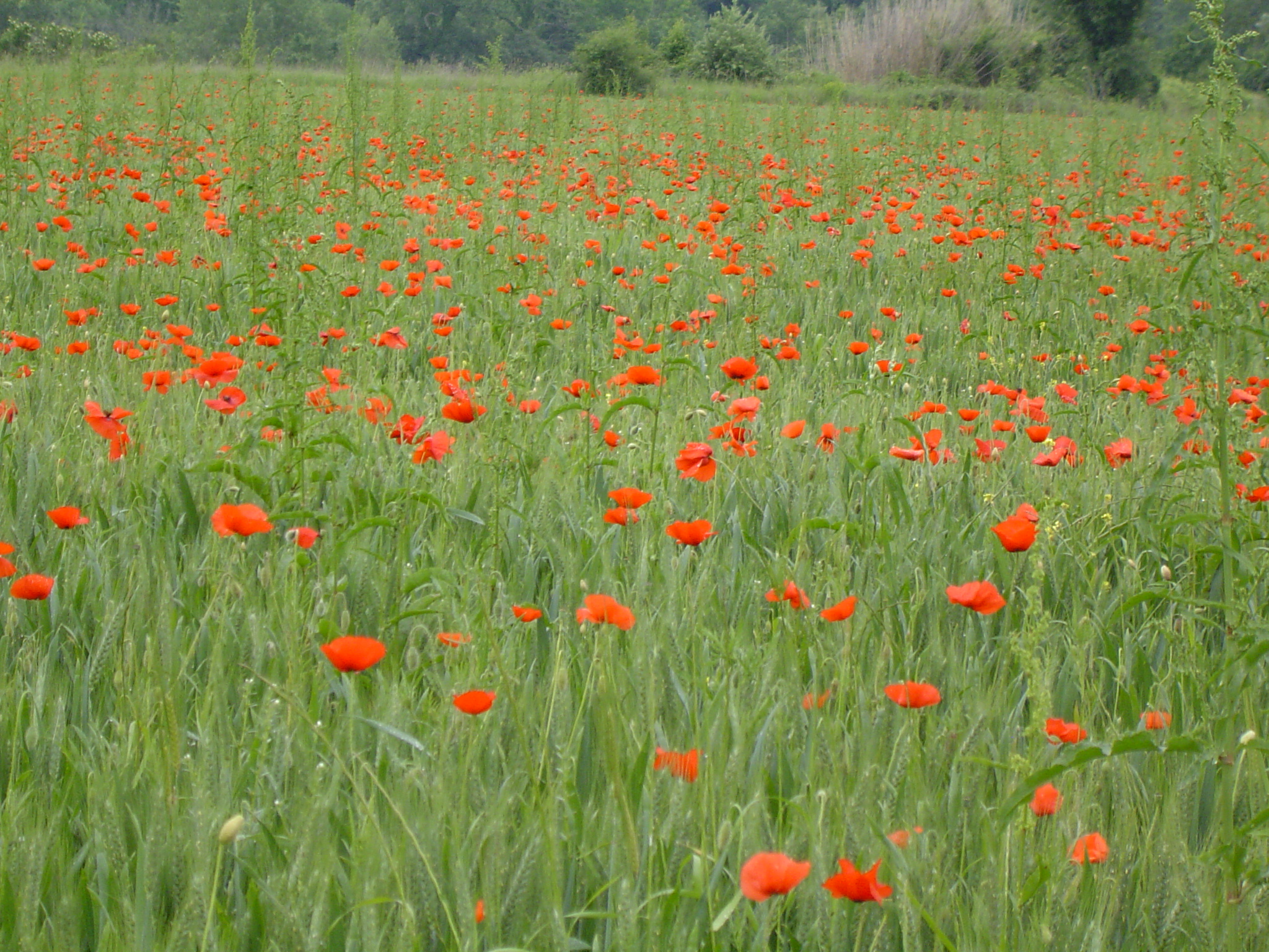 8c61cfab4cbf3fca6e0433c371b483d0