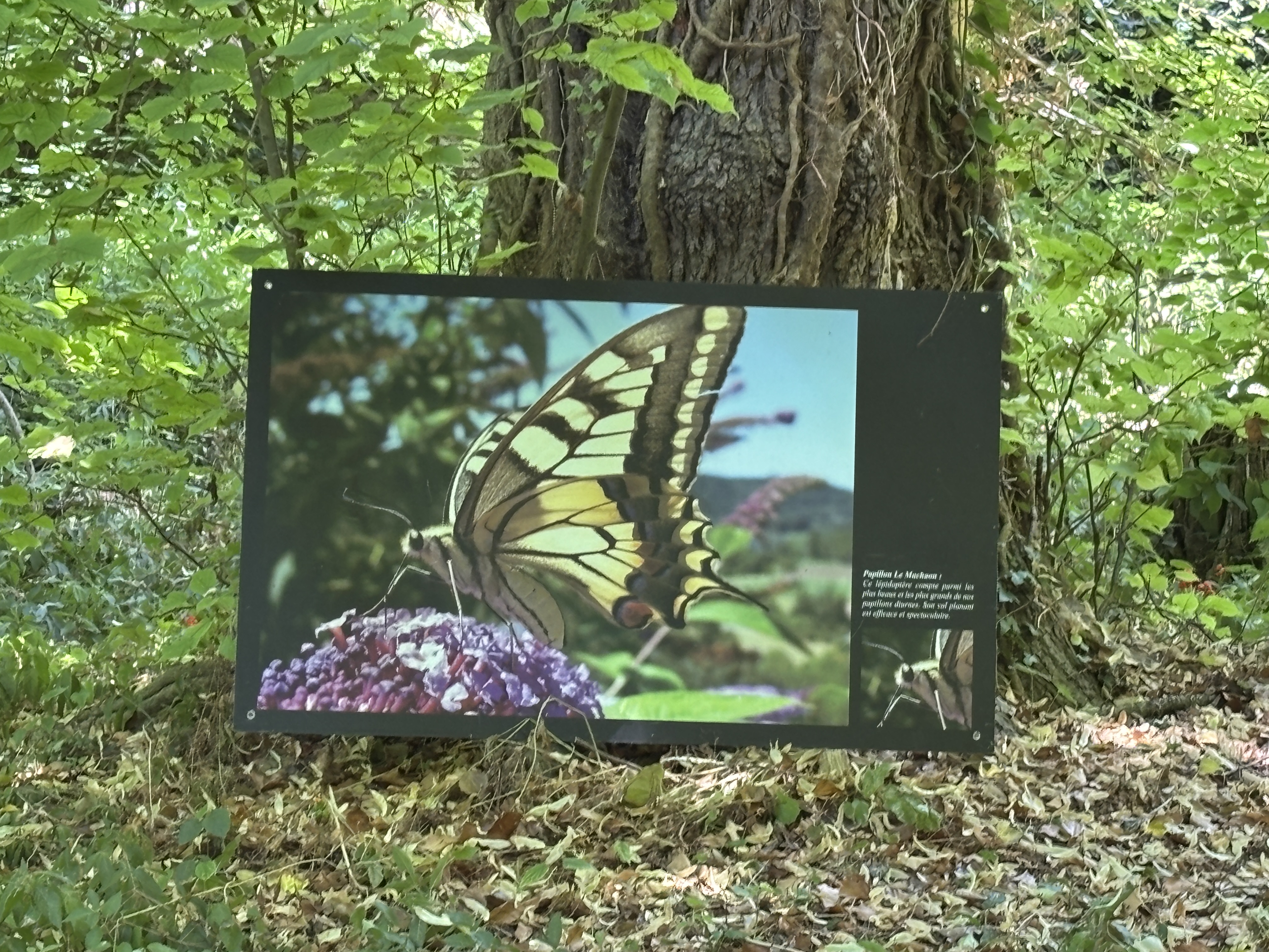 Exposition : Fantastiques insectes !