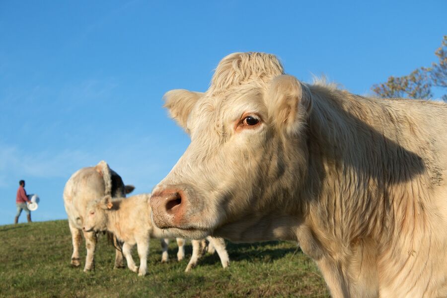 La Ferme des Lozamies