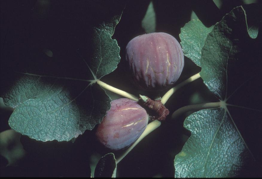 Figues: variété 