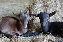 Echappées gourmandes en Essonne - Visite de la ferme et ses chèvres_Villeneuve-sur-Auvers