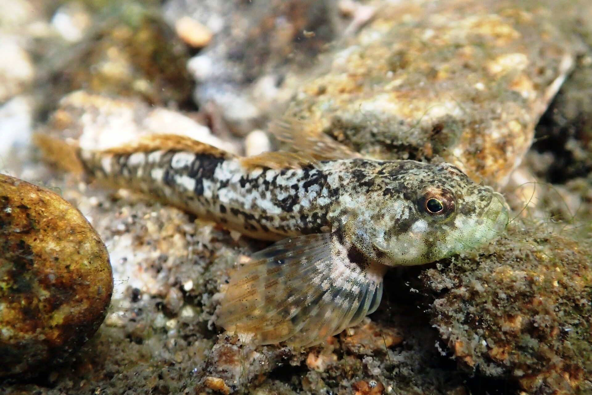 Le chabot, l'un des poissons que l'on peut observer dans la rivière La Glueyre.