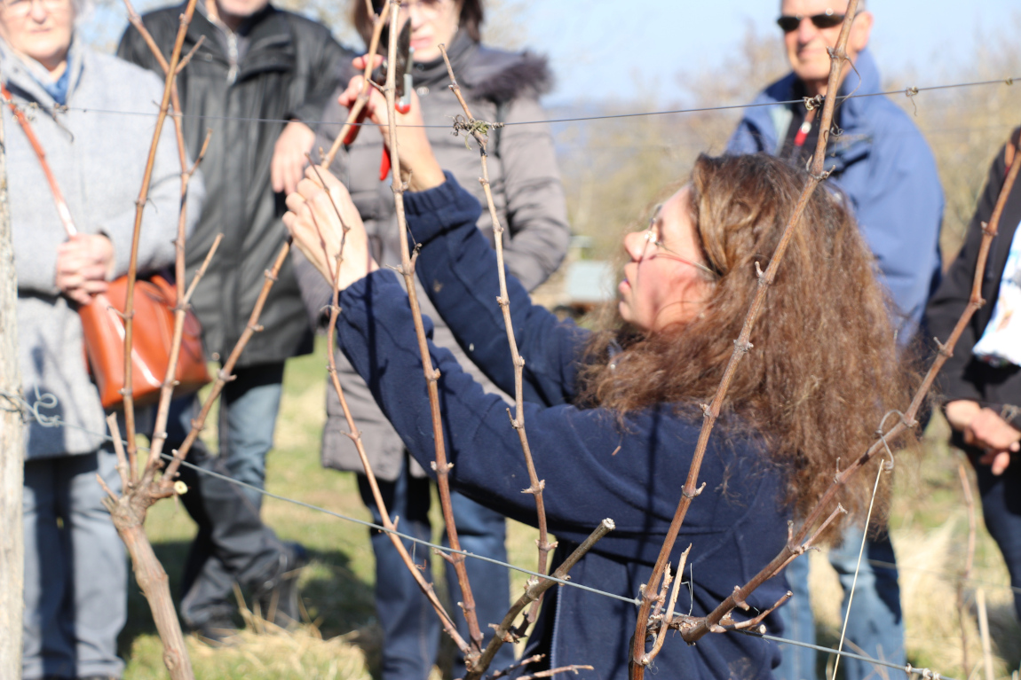 Visite et dégustation autour de la taille de la vigne