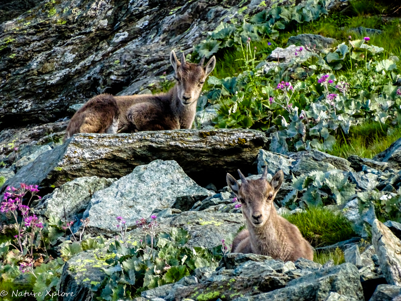 Nature Xplore CROTS