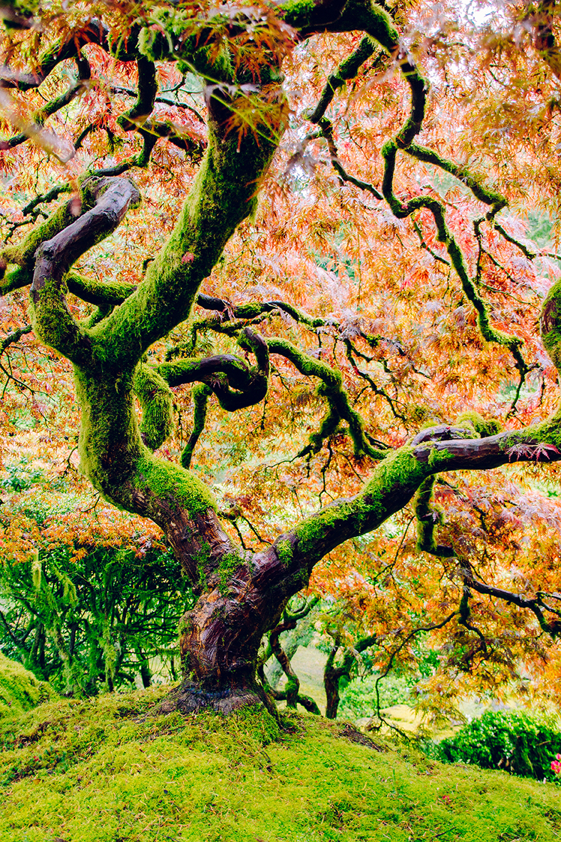 beautiful-shot-curvy-tree-with-amazing-colorful-leaves-top-steep-green-hill