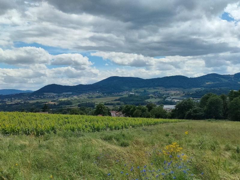 Pique-nique entre vigne et chai_Sarcey