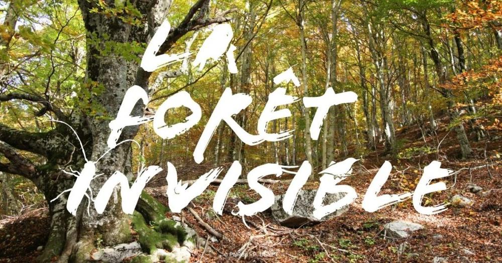 Exposition : La Forêt Invisible
