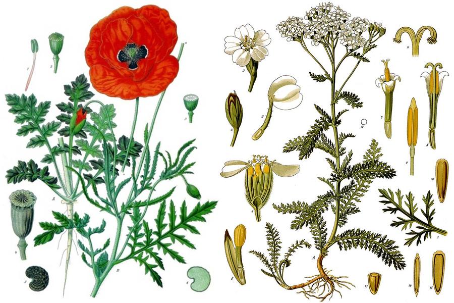 Ce que nous raconte le nom des plantes_Le Monêtier-les-Bains
