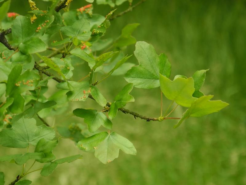 Erables et Chênes : quelle diversité ! 