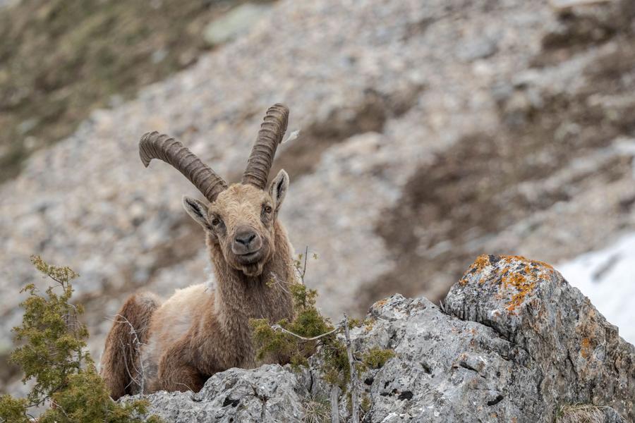 - © Mireille Coulon, Parc national des Ecrins. 138531_HD - © Mireille Coulon, Parc national des Ecrins.