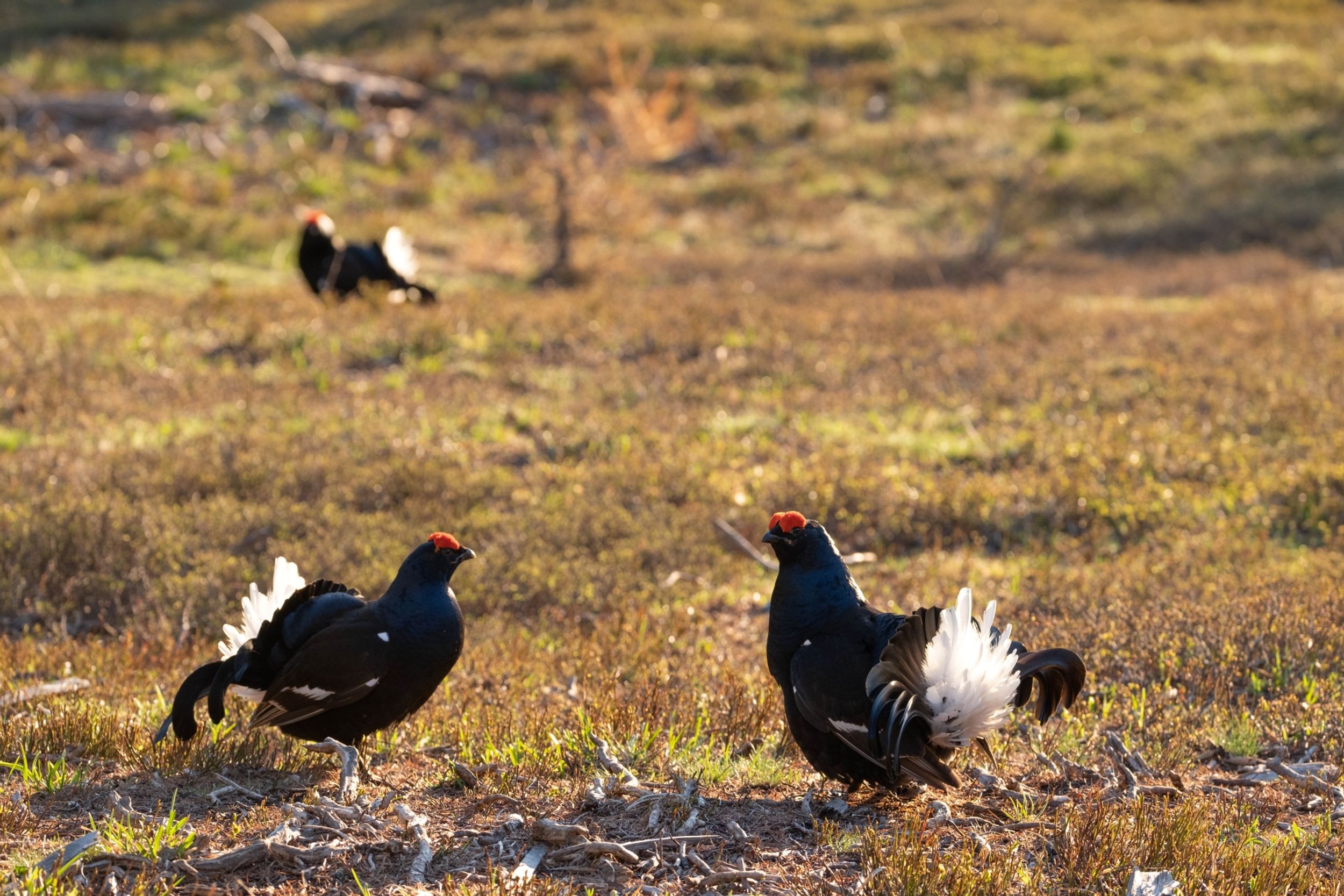 Kilomètre Vertical - Freissinières