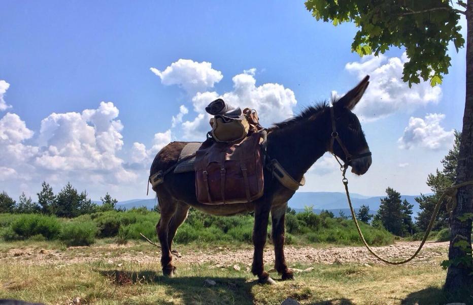 Balade et randonnée avec un âne - Le Mas des ânes_Le Plagnal