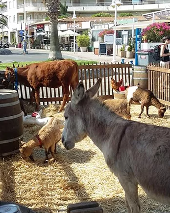 Avril en Famille: Mini Ferme pédagogique et baptême à poney_Cavalaire-sur-Mer