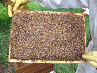 LES RUCHERS DE LASFONT