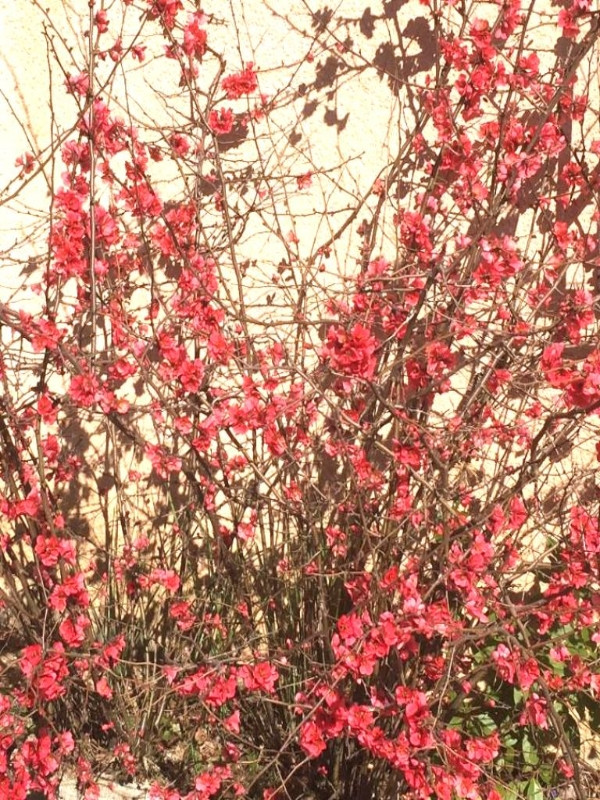 A La Salve d'Or - photo 2