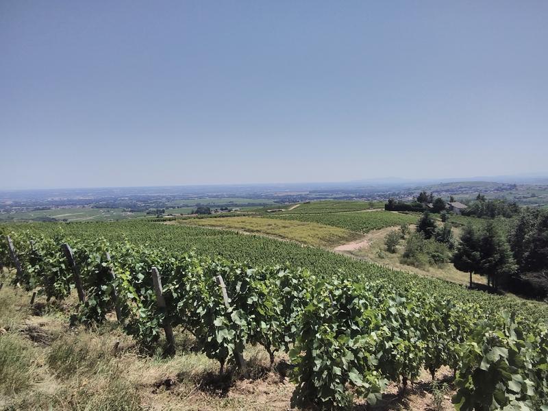 PLATEAU DE GRILLE MIDI