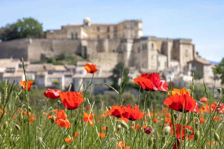 Visite guidée de Grignan (groupes)_Grignan